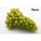 821588-pitloze-witte-druif-hera
