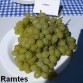 821680-pitloze-witte-druif-ramtes-ramdes