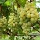 821700-pitloze-witte-druif-stefanie-stephanie