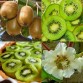 822533-kiwi-vrouwelijk-green-light