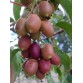 822535-grote-rode-kiwibes-vrouwelijk-ken-red