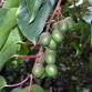 822550-mini-kiwi-zelfbestuivend-issai