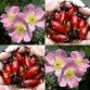 833995-vitamine-roos-piro