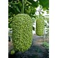 121200-kalebas-african-warty-verruqueuse-maurice
