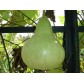 121300-kalebas-birdhouse-waterdipper-martinhouse
