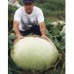 121510-kalebas-giant-bushel-giant-ronde-zaire