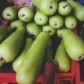 121550-kalebas-hercules-italian-edible-cucuzzi-caravazzi-snake-cucuza