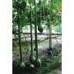 121570-kalebas-extra-long-handled-dipper