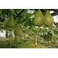 121580-kalebas-mayo-warty-bule