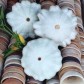 207500-patisson-custard-white-white-bush-scallop