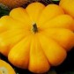 207520-patisson-golden-marbre-orange-patisson-orange