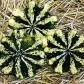 207540-patisson-panache-jaune-vert