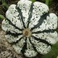 207550-patisson-panache-vert-blanc