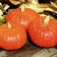 213150-pompoenen-amber-cup-f1-eastern-rise-f1-kudos-f1-sun-spot-f1