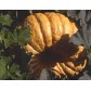 213200-pompoenen-atlantic-giant