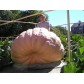 213202-pompoenen-atlantic-giant-super-selectie