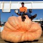 213203-pompoenen-atlantic-giant-super-selectie