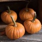 213250-pompoenen-baby-bear-little-lantern