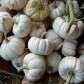 213280-pompoenen-baby-boo