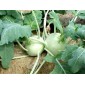 162100-witte-koolrabi-delikatess-weisser-wener-witte