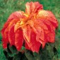 503110-amaranthus-tricolor-illumination-flaming-fountain