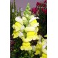 504420-antirrhinum-majus-maximum-canary-bird
