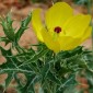 505460-argemone-mexicana