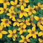509100-bidens-aurea-golden-yellow
