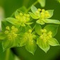 509900-bupleurum-rotundifolium-griffitti