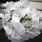 545500-pelargonium-zonale-horizon-pure-white