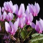 583100-cyclamen-cilicium
