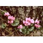 583150-cyclamen-coum