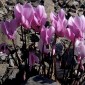 583180-cyclamen-graecum