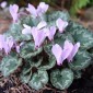 583200-cyclamen-mirabile