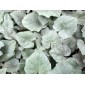 583310-cyclamen-hederifolium-silver-leaf-rose