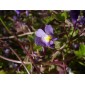 583330-cymbalaria-muralis
