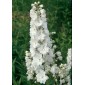 583510-delphinium-hybride-galahad-white-fountain