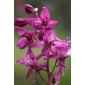 583890-delphinium-purpusii