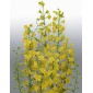 583940-delphinium-zalil-citrina