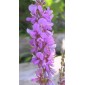 583950-desmodium-canadense