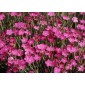 584800-dianthus-deltoides-brilliant