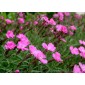584840-dianthus-gratianopolitanus-rose-red-shades