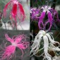 584855-dianthus-superba-topmix-beards