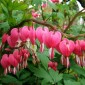 585070-dicentra-spectabilis-herzilein