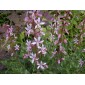 585090-dictamnus-albus-var-purpureus