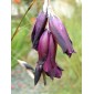 585100-dierama-hybrida-blackbird