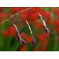 585120-dierama-reynoldsii