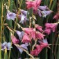 585125-dierama-species-mixed