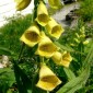 585150-digitalis-grandiflora