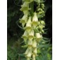 585240-digitalis-lutea